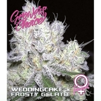 Wedding Cake x Frosty Gelato (Growers Choice Seeds) Cannabis Seeds