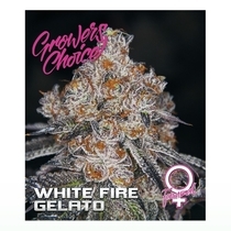 White Fire Gelato (Growers Choice Seeds) Cannabis Seeds