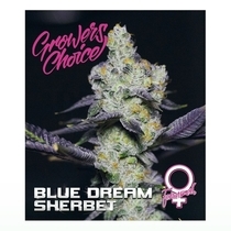 Blue Dream Sherbet (Growers Choice Seeds) Cannabis Seeds