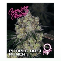 Purple Dosipunch (Growers Choice Seeds) Cannabis Seeds
