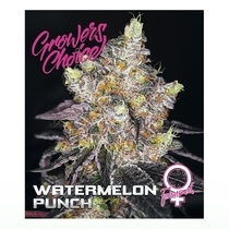 Watermelon Punch (Growers Choice Seeds) Cannabis Seeds
