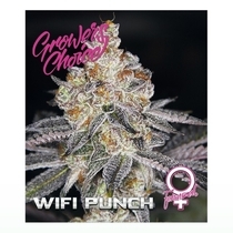 White fire punch (Growers Choice Seeds) Cannabis Seeds