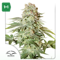 Auto Power Plant (Dutch Passion Seeds) Cannabis Seeds