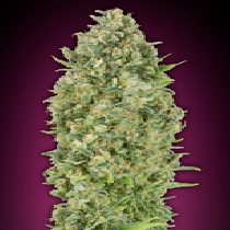 Auto Bubblegum XXL (00 Seeds) Cannabis Seeds