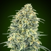 Auto White Widow XXL (00 Seeds) Cannabis Seeds