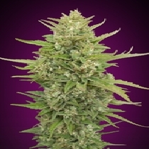 Auto Super Skunk (00 Seeds) Cannabis Seeds