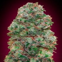 Bubble Gum CBD (00 Seeds) Cannabis Seeds