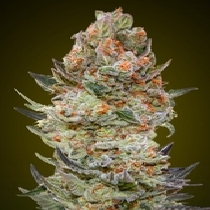 Sweet Critical CBD (00 Seeds) Cannabis Seeds