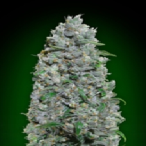 4 x 5 auto packs (00 Seeds) Cannabis Seeds
