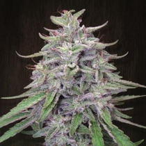 Bangi Haze (Ace Seeds) Cannabis Seeds