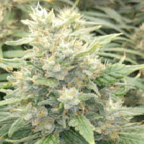 Malawi x Panama regular (Ace Seeds) Cannabis Seeds