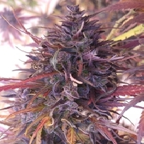 Thai Chi (Ace Seeds) Cannabis Seeds