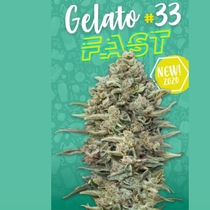Gelato #33 Fast (Advanced Seeds)  Cannabis Seeds