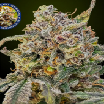 Auto Somango Glue (Advanced Seeds) Cannabis Seeds