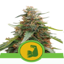 Hulkberry Auto (Royal Queen Seeds) Cannabis Seeds
