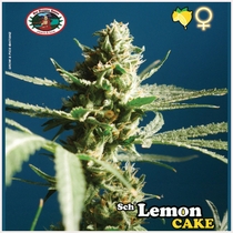 Sch' Lemon Cake (Big Buddha Seeds) Cannabis Seeds