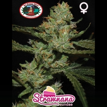 Strawnana Sundae (Big Buddha Seeds) Cannabis Seeds