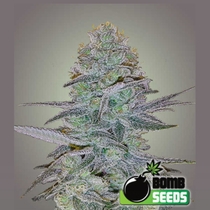 Cosmic Bomb Auto (Bomb Seeds) Cannabis Seeds