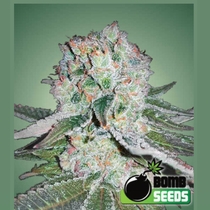 Banana Bomb (Bomb Seeds) Cannabis Seeds