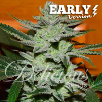 Unknown Kush Early Version (Delicious Seeds) Cannabis Seeds