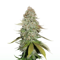 Gorilla Glue (Seedstockers Seeds) Cannabis Seeds