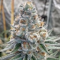 Banana Slammer Feminised (Black Farm Genetix Seeds) Cannabis Seeds