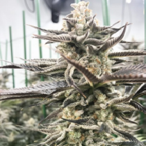 Liquirizia Feminised (Black Farm Genetix Seeds) Cannabis Seeds