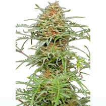 Freakshow regular (Humboldt Seed Company) Cannabis Seeds