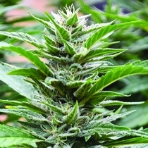 Cookies x 707 Headband Feminised (Emerald Triangle Seeds) Cannabis Seeds