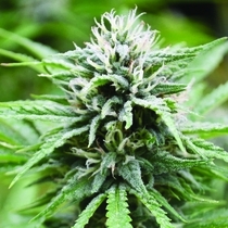 Candyland Feminised (Emerald Triangle Seeds) Cannabis Seeds