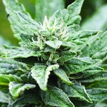 SFV OG Kush x RPK Feminised (Emerald Triangle Seeds) Cannabis Seeds