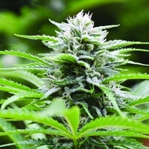 Kushhead 707 Feminised (Emerald Triangle Seeds) Cannabis Seeds
