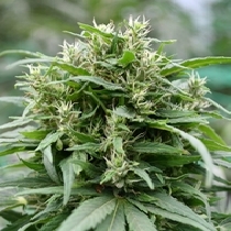 Blueberry Gelato Feminised (Emerald Triangle Seeds) Cannabis Seeds