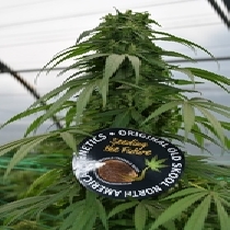 Mandarin Mimosa Feminised (Emerald Triangle Seeds) Cannabis Seeds