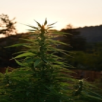 Sherbet Dip Feminised (Emerald Triangle Seeds) Cannabis Seeds