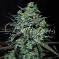 Northern Light Blue THC free (Delicious Seeds) Cannabis Seeds