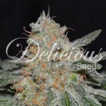 Critical Nevilles Haze Early Version (Delicious Seeds) Cannabis Seeds