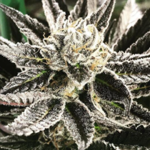 Orange Punch S1 Feminised (Black Farm Genetix Seeds) Cannabis Seeds