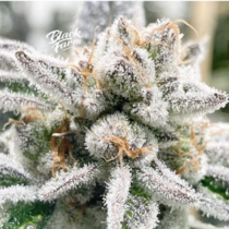 Wasabi Feminised (Black Farm Genetix Seeds) Cannabis Seeds