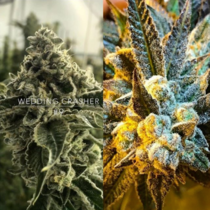 Orange Crasher Feminised (Black Farm Genetix Seeds) Cannabis Seeds