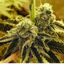 Tropicana Glue Feminised (Black Farm Genetix Seeds) Cannabis Seeds