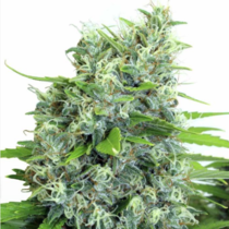 Kali Bubba Regular (Serious Seeds) Cannabis Seeds