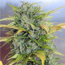 AK-47 Auto Feminised (Serious Seeds) Cannabis Seeds
