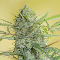 Serious Happiness Regular (Serious Seeds) Cannabis Seeds
