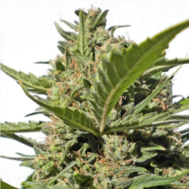 Serious Happiness Feminised (Serious Seeds) Cannabis Seeds