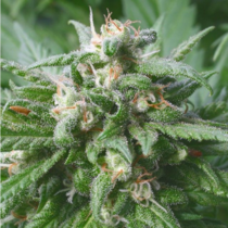 Biddy Early Regular (Serious Seeds) Cannabis Seeds