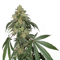 Cookies Fast Feminised (Seedstockers Seeds) Cannabis Seeds