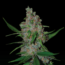 Gelato 41 Fast Feminised (Seedstockers Seeds) Cannabis Seeds