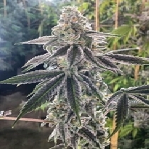 The Breath Regular (BC Bud Depot Seeds) Cannabis Seeds