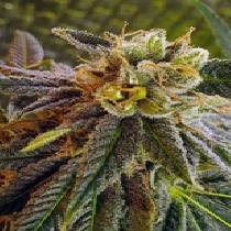Elliot's sister Regular (BC Bud Depot Seeds) Cannabis Seeds